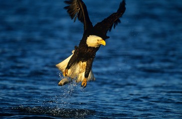 Bald Eagle catching fish in river