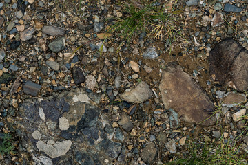 The texture of fine stone on the ground with grass and flowers. Background Image Macro Photography