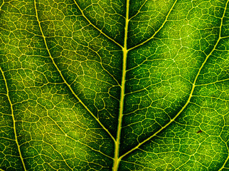 Background image of a leaf of a tree close up. A green leaf of a tree is a big magnification. Macro shooting.