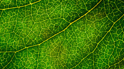 Background image of a leaf of a tree close up. A green leaf of a tree is a big magnification. Macro shooting.