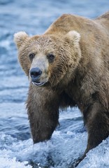 Fototapeta na wymiar Grizzly bear standing in river