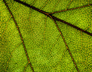 Background image of a leaf of a tree close up. A green leaf of a tree is a big magnification. Macro shooting.