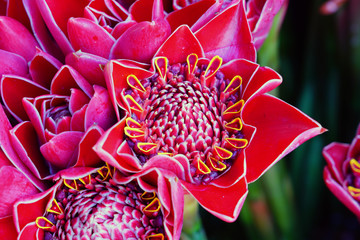 Bunches of pink and red torch ginger flower (Etlingera elatior)