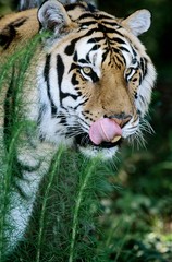 Tiger licking lips in grass