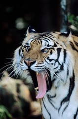 Tiger yawning