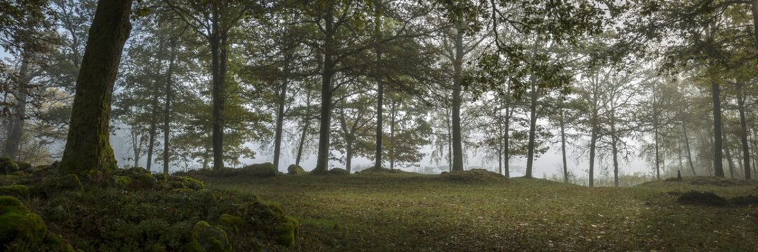 Panoramic View Of An Eerie Mysterious And Foggy Forest - Perfect For Dark Horror Scenarios