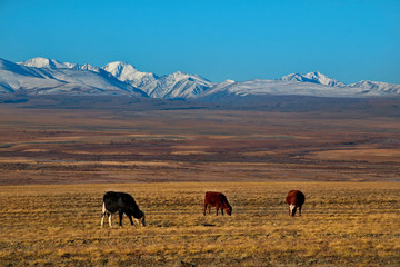 Russia. mountain Altai. Grazing cows on cold autumn pastures along the Chui tract.