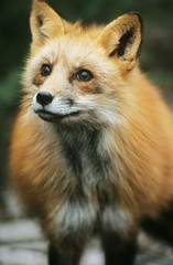 Fox close-up