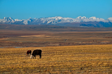Obraz premium Russia. mountain Altai. Grazing cows on cold autumn pastures along the Chui tract.