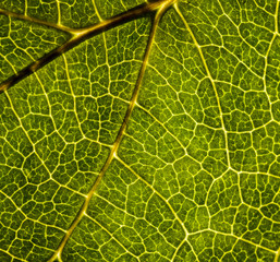 Background image of a leaf of a tree close up. A green leaf of a tree is a big magnification. Macro shooting.
