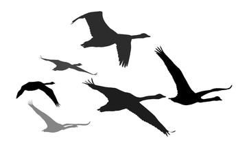 Flying swans. Vector image. White background. © serkanmutan
