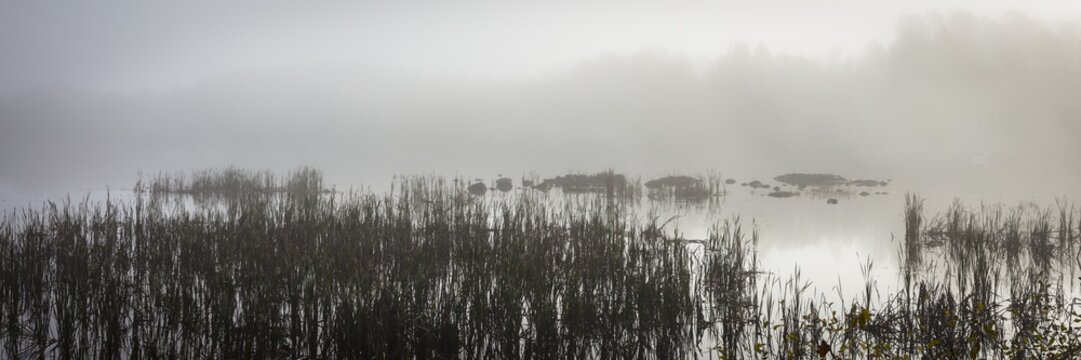 Panoramic view of an eerie lake with tall grass and mysterious forest in the background