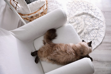 Cute Balinese cat on armchair at home, above view. Fluffy pet