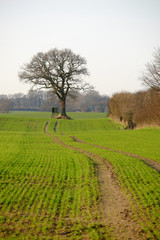 Einzelstehender Baum mit Hochsitz