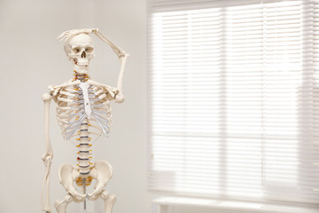 Artificial human skeleton model near window indoors. Space for text