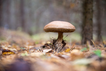 Mushrooms growing in the autumn in the forest