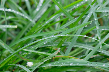 Grass and dew in the morning.
