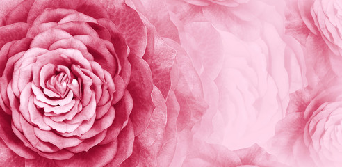 Floral pink background. A bouquet of   pink roses  flowers.  Close-up.   floral collage.  Flower composition. Nature.