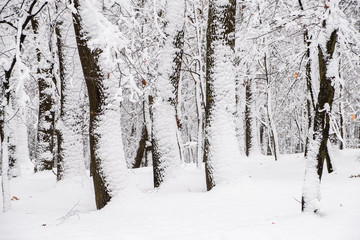 Many trees under snow at the winter time