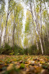Mushrooms growing in the autumn in the forest