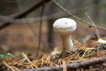 Mushrooms growing in the autumn in the forest