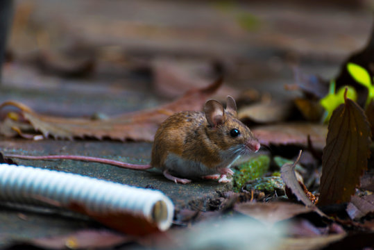 Apodemus alpicola, a small mountain mouse.