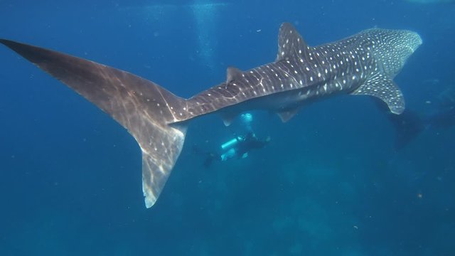 Three whale sharks swim in the sea with a diver nearby.