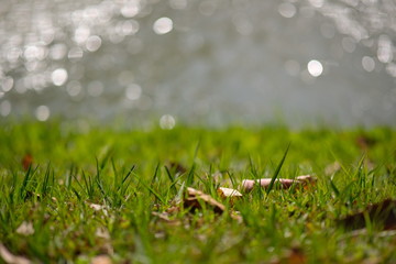Naklejka premium green grass with water drops