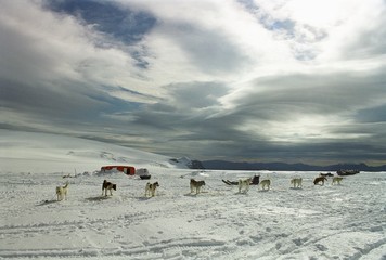 Group of dogs near trailer in snow-covered landscape