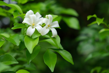 Orange Jessamine or Cosmetic Bark Tree. white flower and green leaf