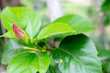 Red hibiscus are not blooming.