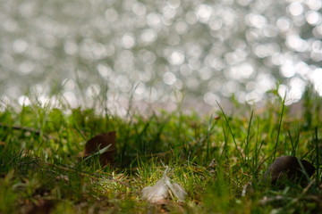 green grass with water drops background
