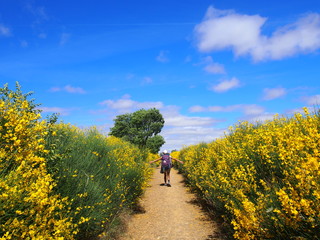 Pilgrim walking through beautiful yellow flowers on the road to Santiago de Compostela, Camino de...