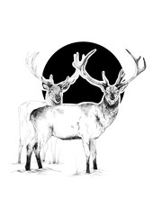 Illustration of two deers with antlers isolated