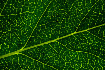 Background image of a leaf of a tree close up. A green leaf of a tree is a big magnification. Macro shooting.