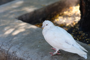 seagull on post