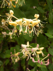 Lonicera caprifolium