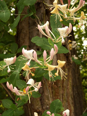Lonicera caprifolium