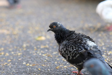 pigeon on the ground