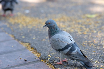 pigeon in the park