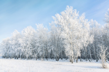 Winter frosty landscape. White birches covered with hoarfrost and snow
