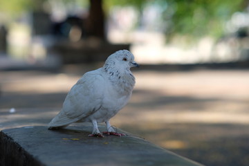 pigeon on blue sky background
