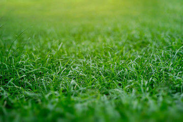 Naklejka premium Close-up green lawn background and blurred 