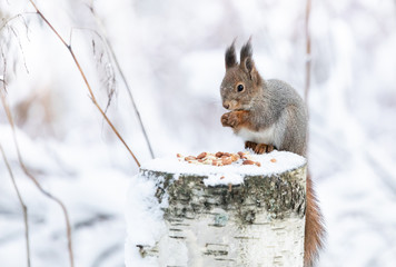 Red squirrel is eating peanuts on a feeding place - obrazy, fototapety, plakaty
