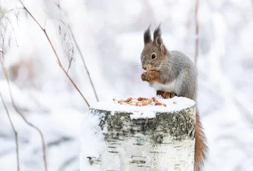 Selbstklebende Fototapeten Eichhörnchen isst Erdnüsse auf einem Futterplatz © Susannahietanen