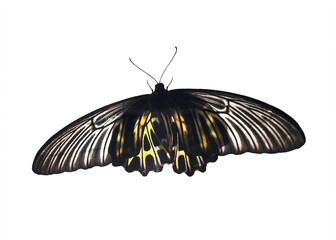 ฺีBeautiful butterfly isolated on white background.