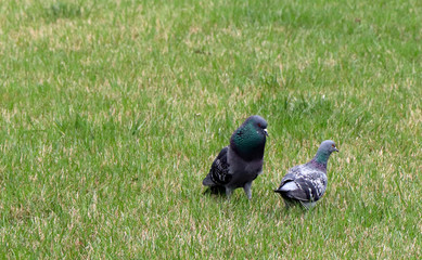 dove wooing