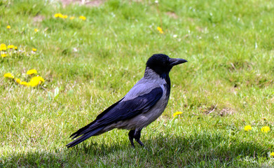 crow