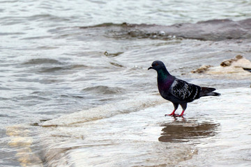 dove on beach