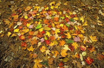 Pile of autumn leaves